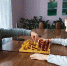 Игротека в библиотеке - МЦБ Бельского района